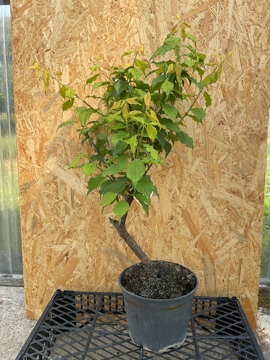 Prebonsái 18 ans Prunus mume