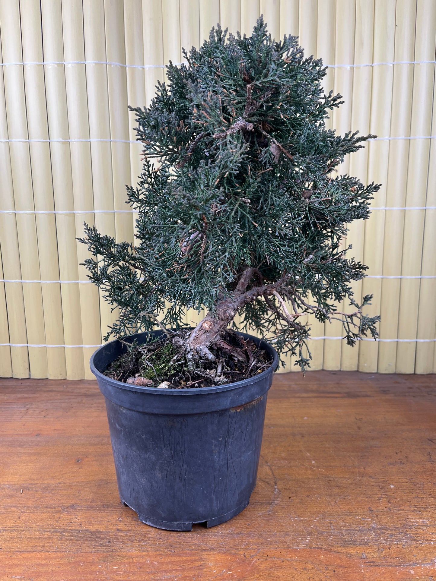 Prebonsái 14 ans Juniperus chinensis kyushu