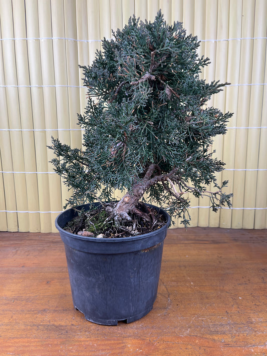 Prebonsái 14 ans Juniperus chinensis kyushu