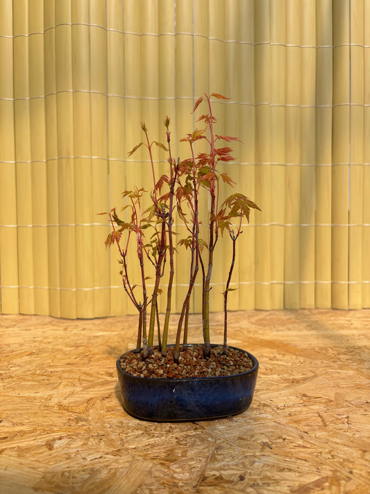 Bonsaï 10 ans Acer palmatum yamamomiji