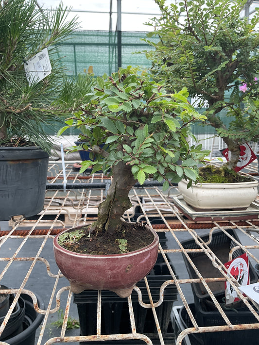 Bonsaï 10 ans Ulmus parvifolia