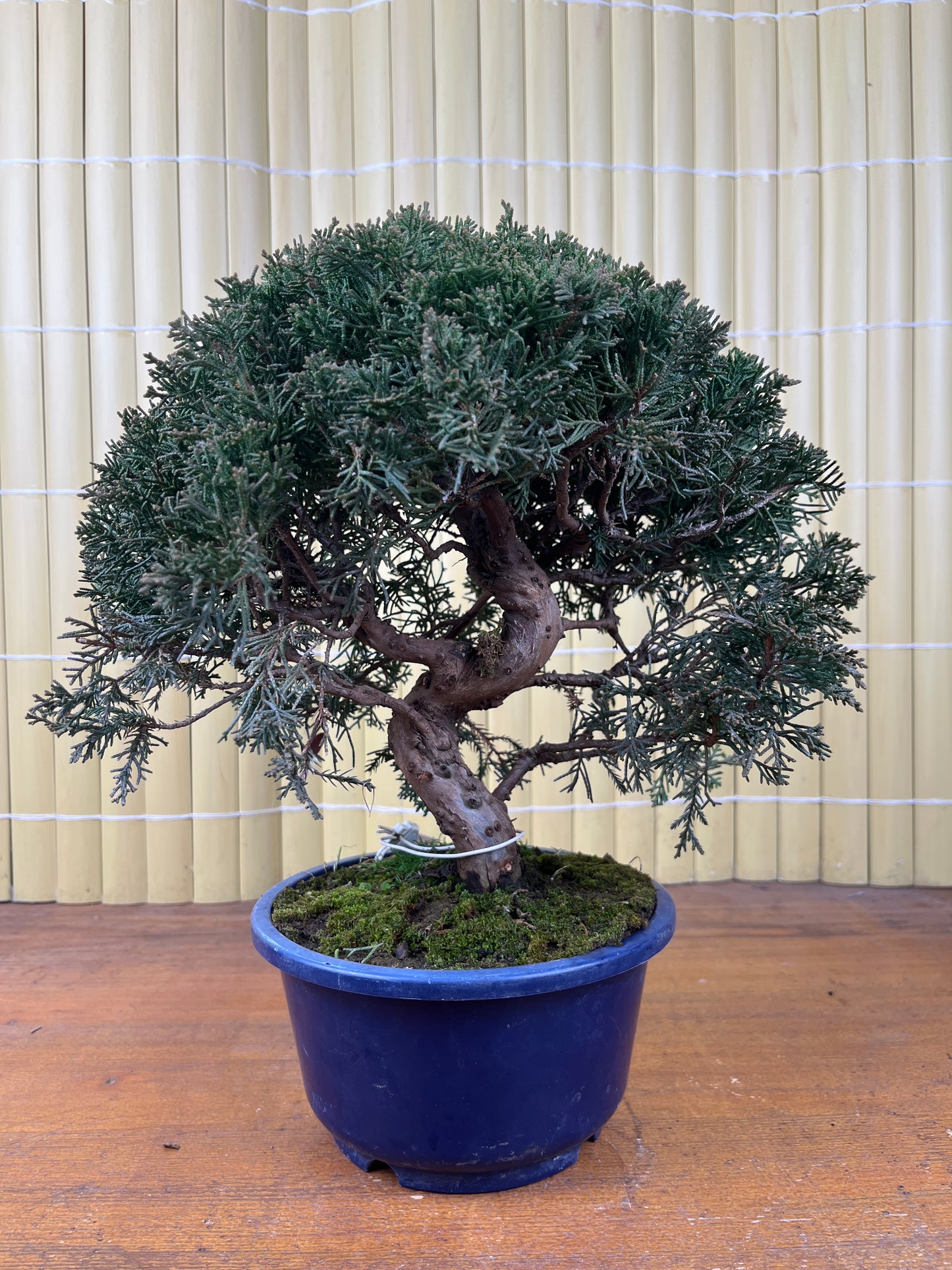 Bonsaï 17 ans Juniperus chinensis itoigawa