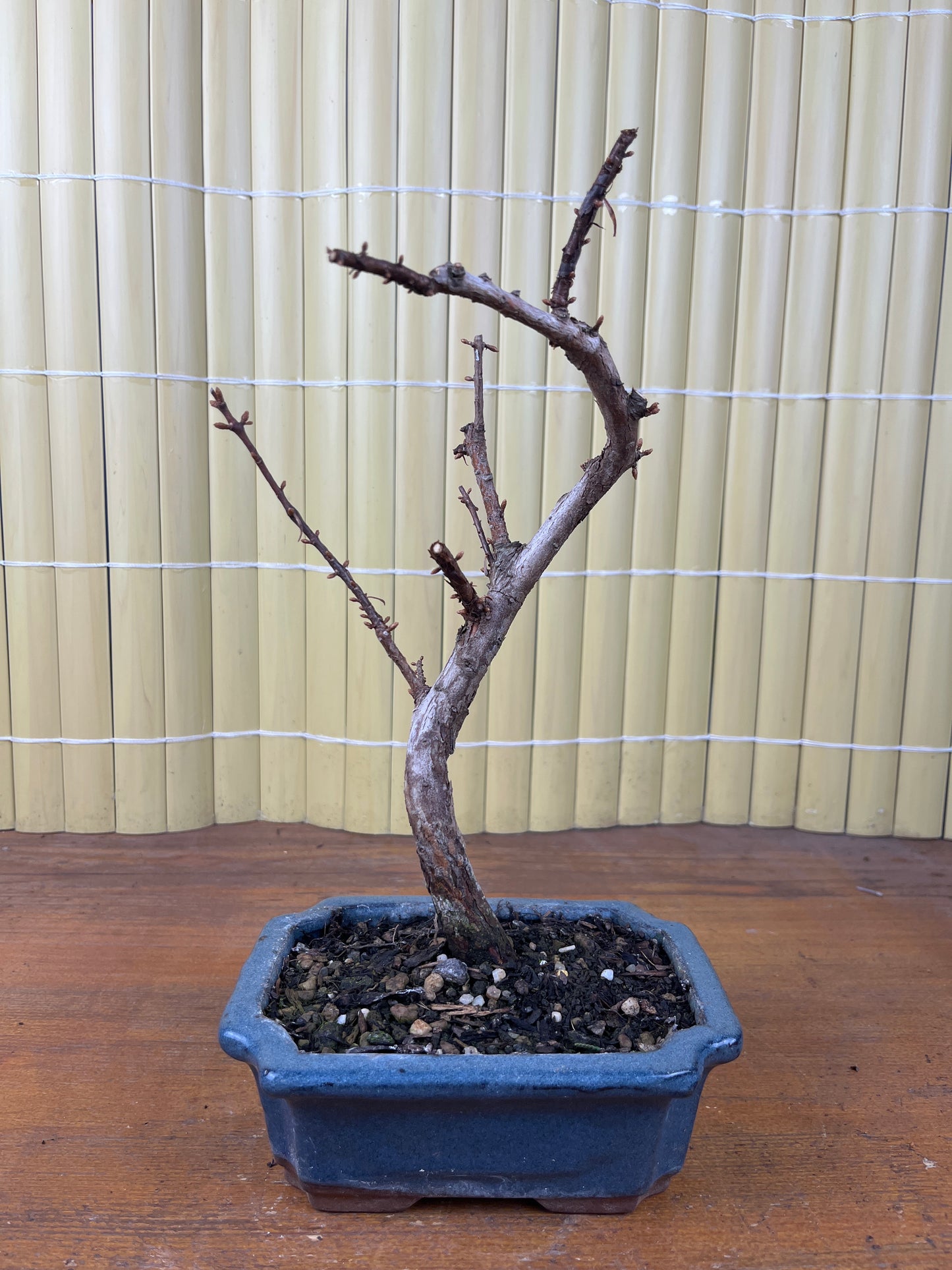 Bonsai 7 ans Metasequoia glyptostroboides