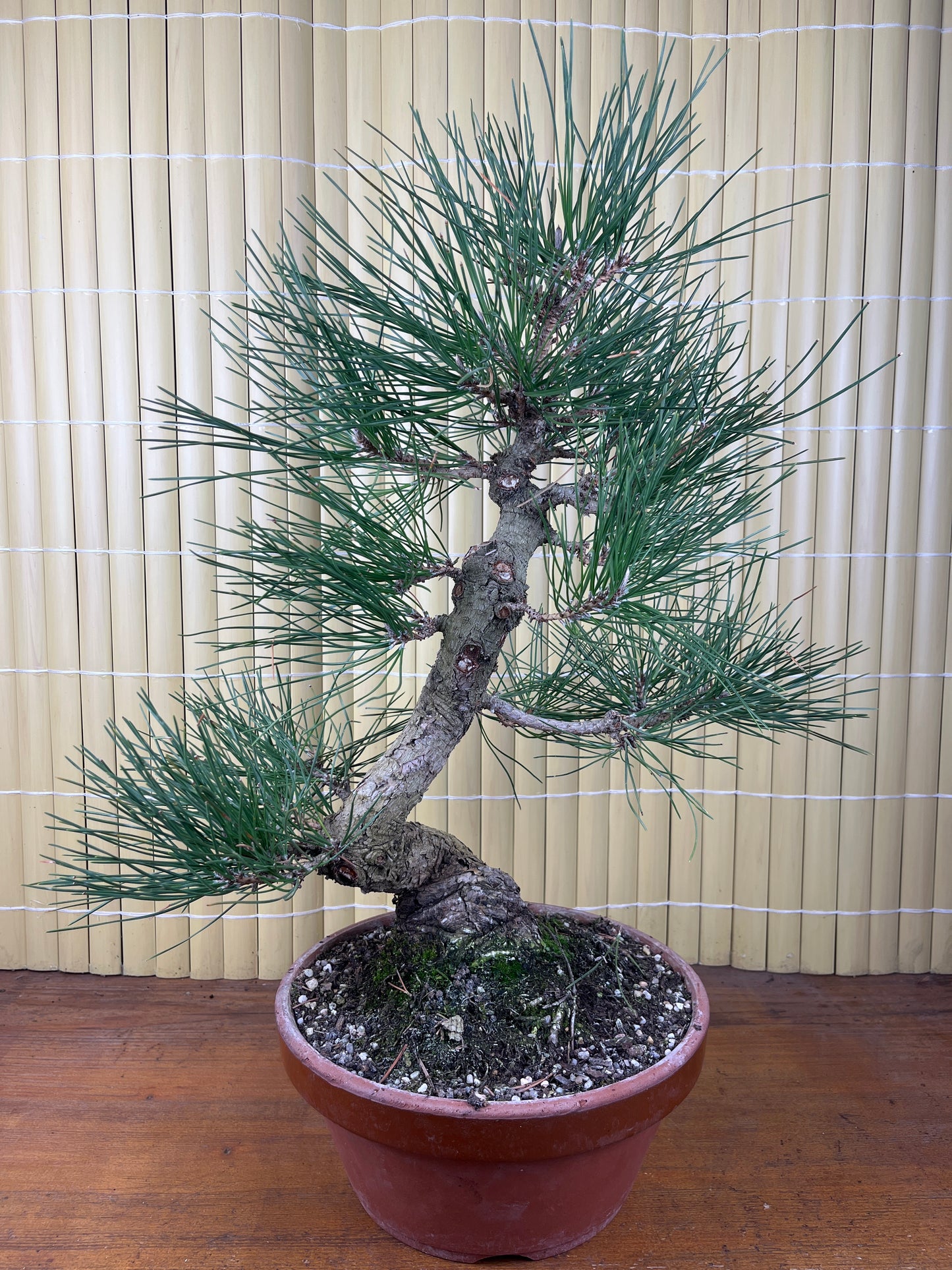 Prebonsaï 20 ans Pinus thunbergii