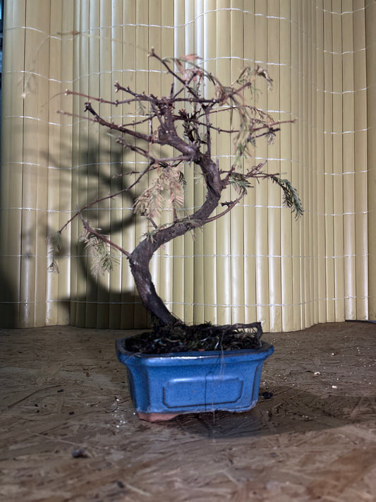 Bonsai 7 ans Metasequoia glyptostroboides