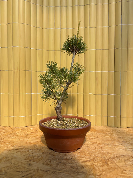 Pre bonsai 7 ans Pinus pentaphylla