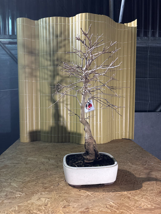 Bonsaï 17 ans Acer buergerianum