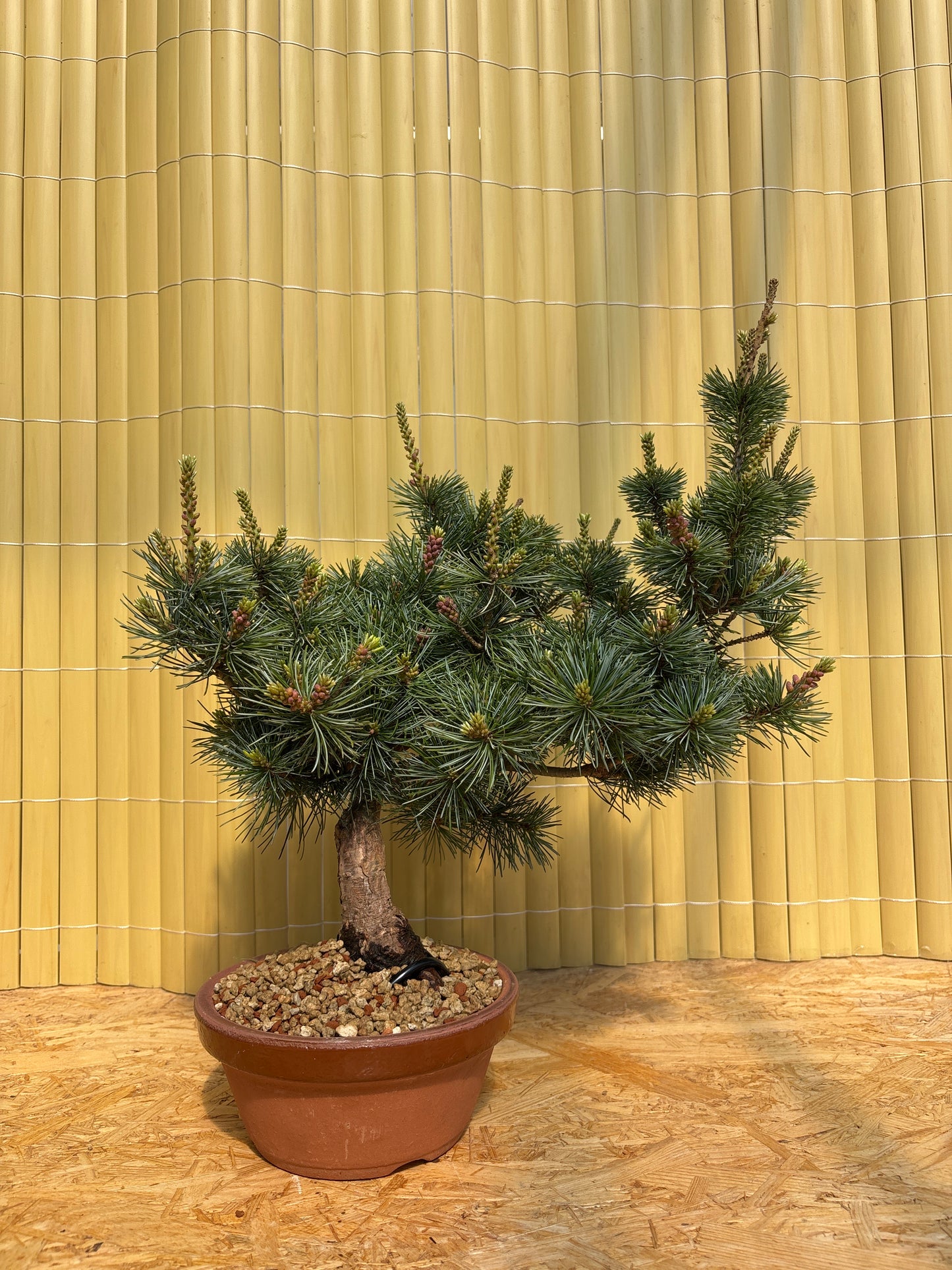 Bonsaï 12 ans Pinus pentaphylla