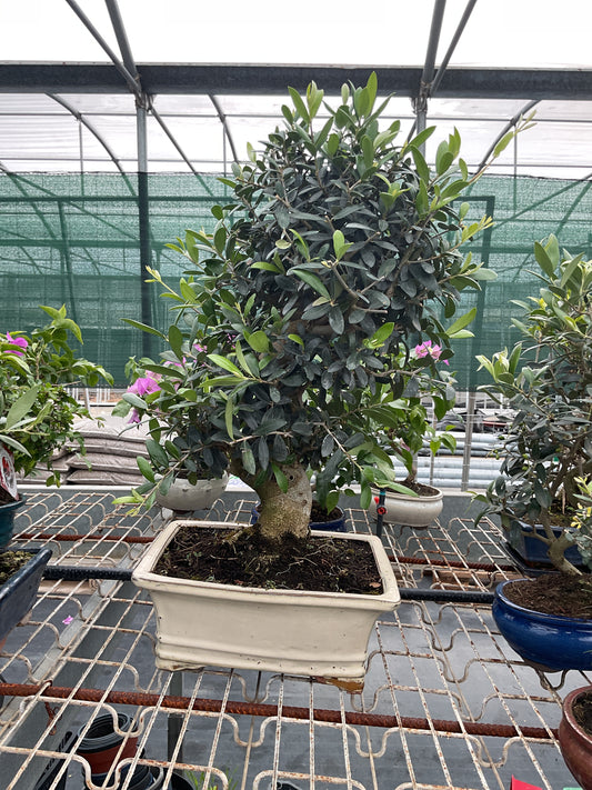 Bonsaï 18 ans Olea europaea
