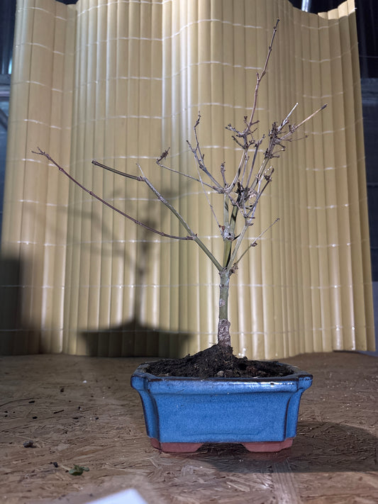 Bonsaï 7 ans Acer palmatum deshojo