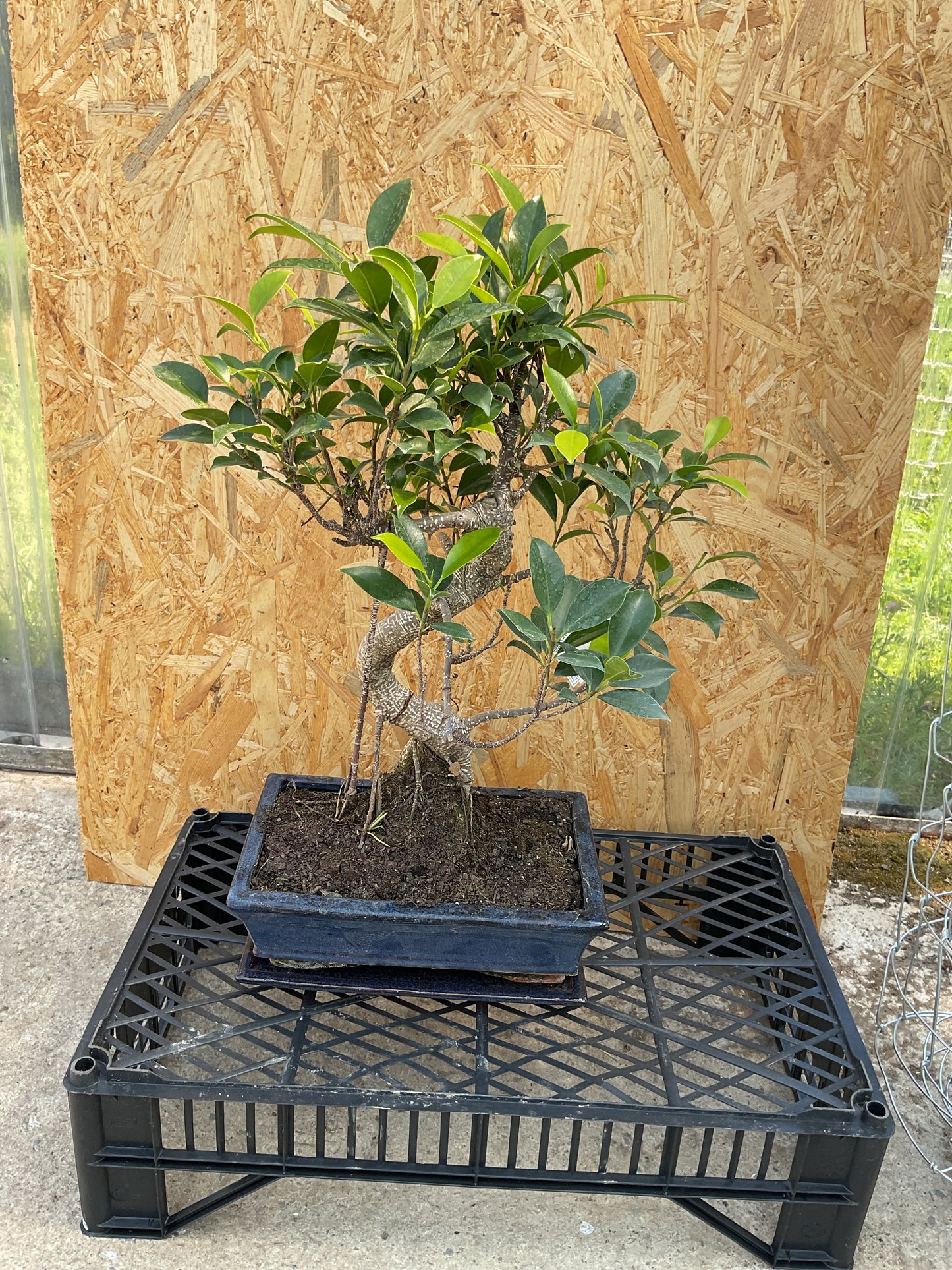 Bonsaï 10 ans Ficus retusa
