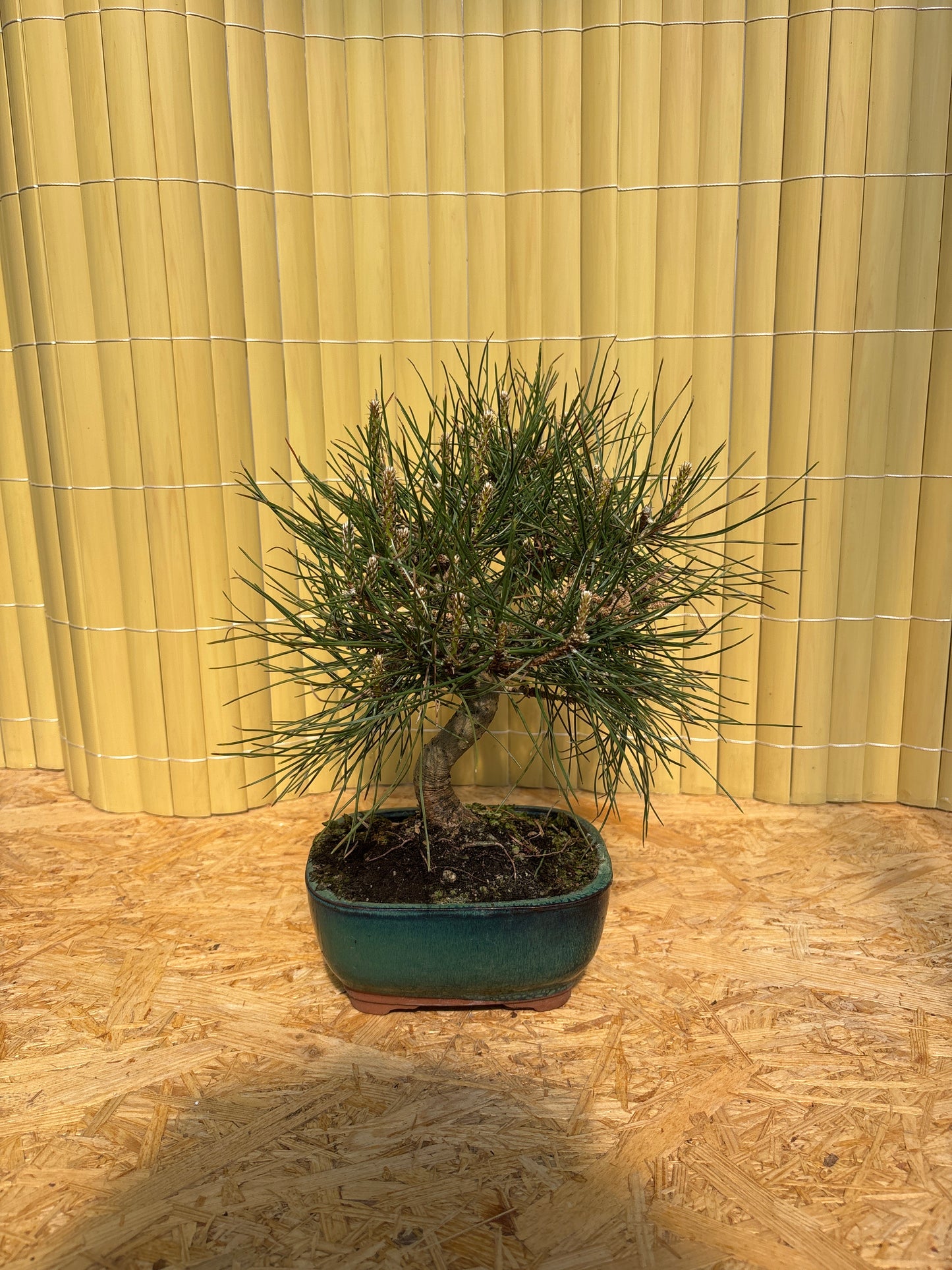 Bonsai 10 ans Pinus thunbergii