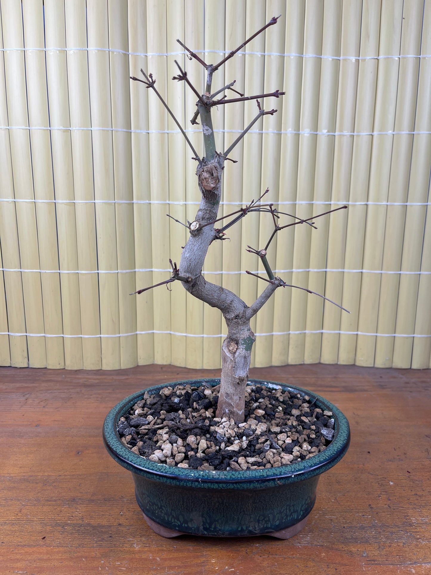 Bonsai 16 Ans Acer palmatum deshojo