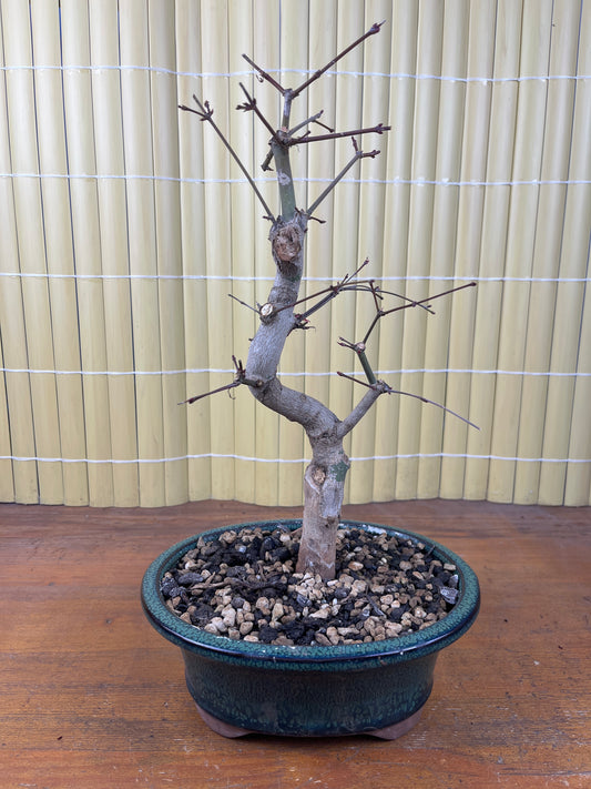 Bonsai 16 Ans Acer palmatum deshojo