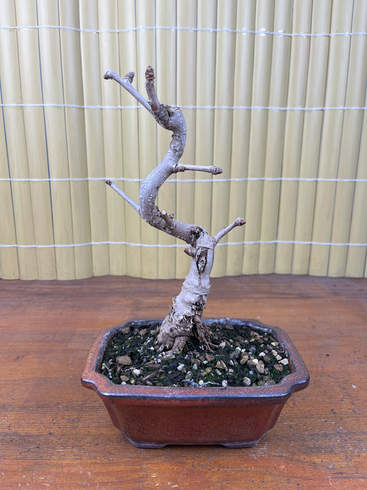 Bonsaï 7 ans Ginkgo biloba