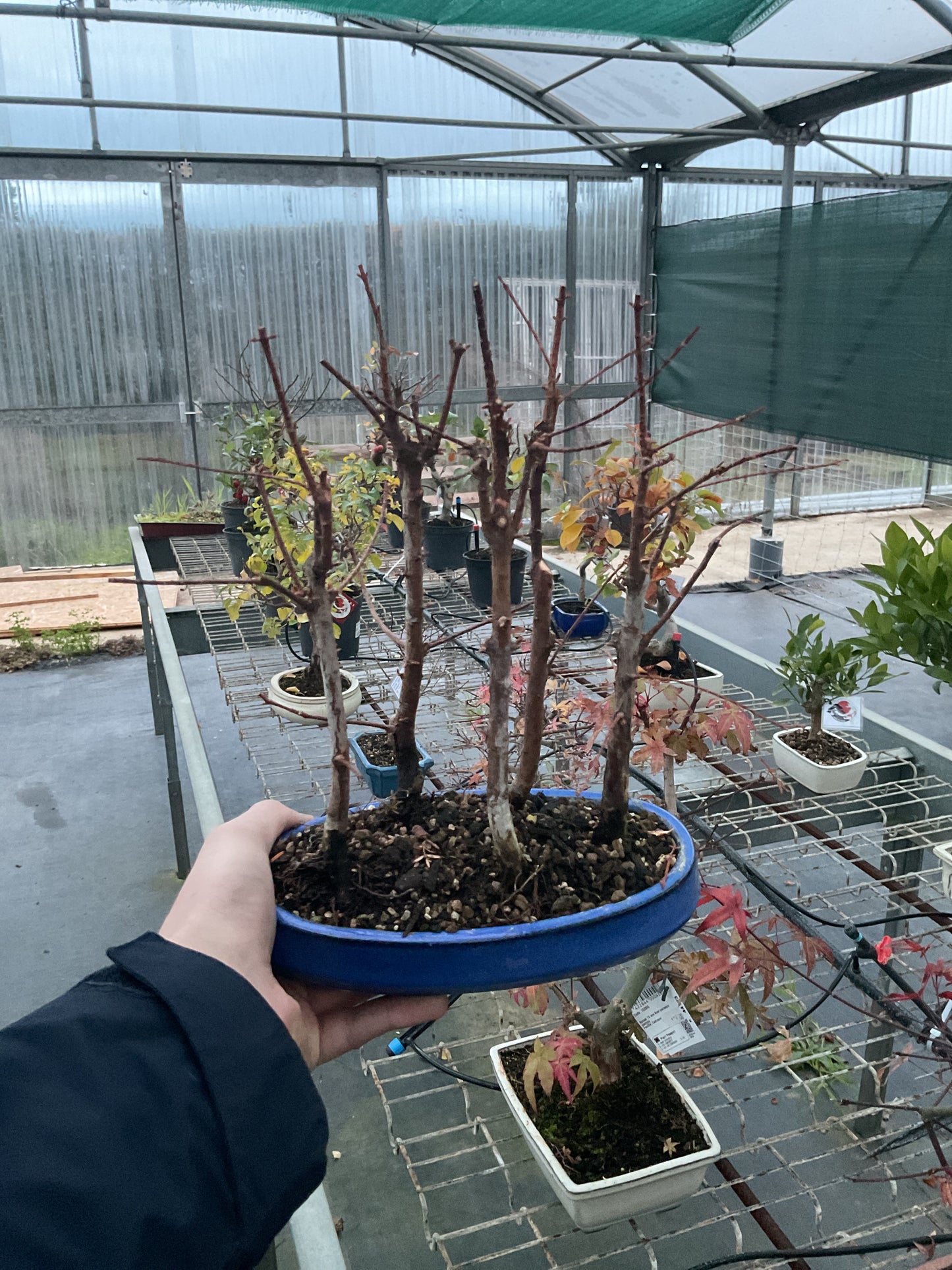 Bonsái 8 ans Metasequoia glyptostroboides