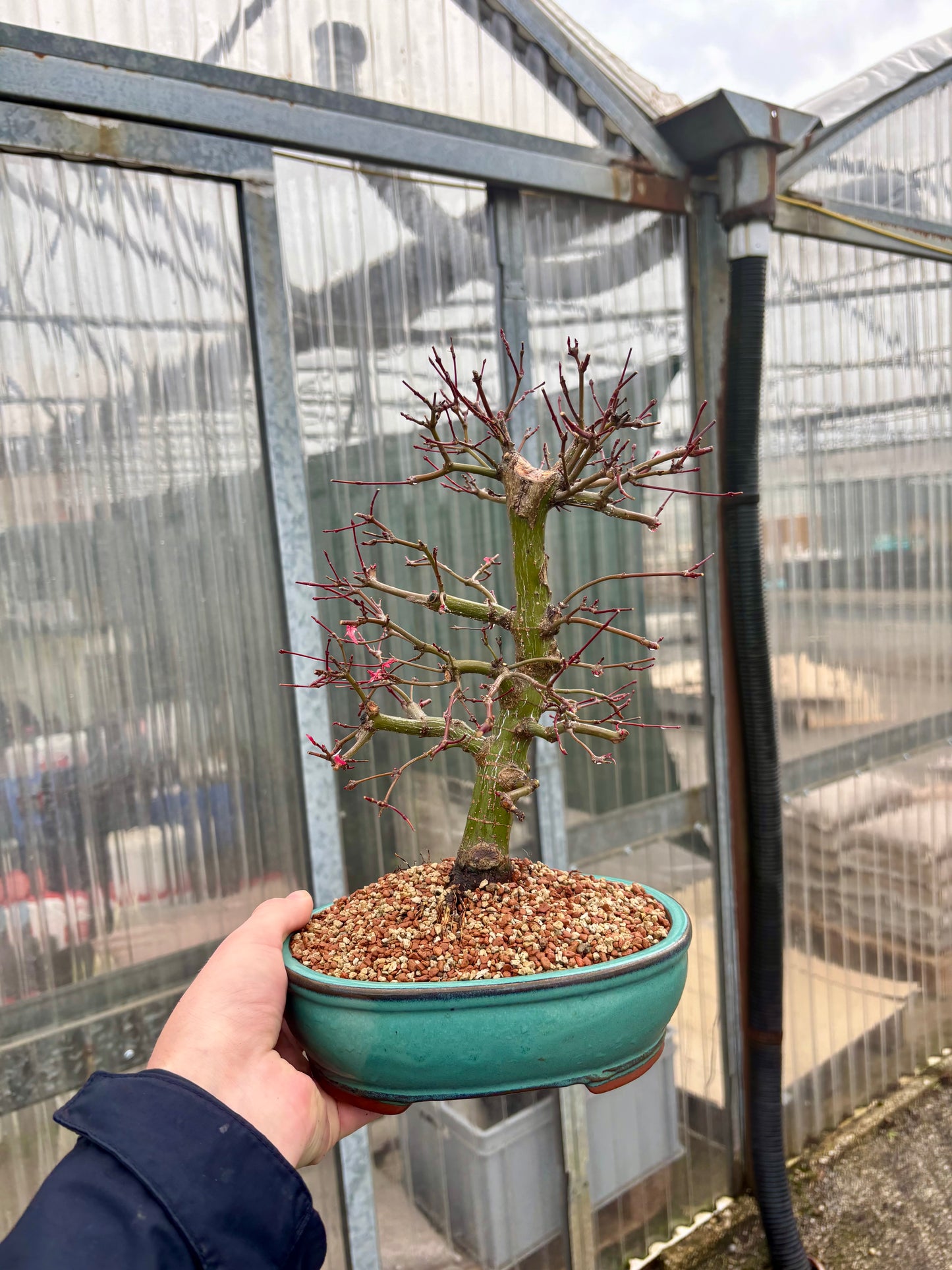 Bonsaï 16 ans Acer palmatum deshojo