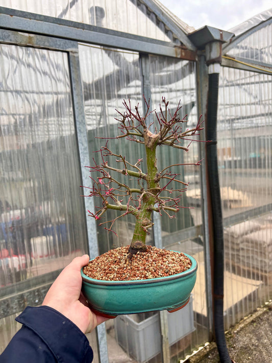 Bonsaï 16 ans Acer palmatum deshojo