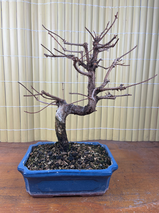 Bonsái 12 ans Metasequoia glyptostroboides