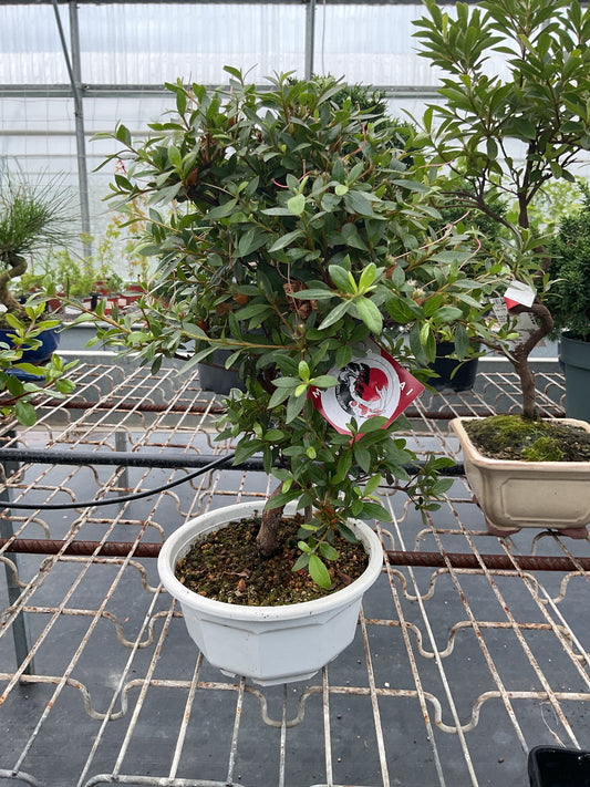 Bonsaï 12 ans Rhododendron indicum