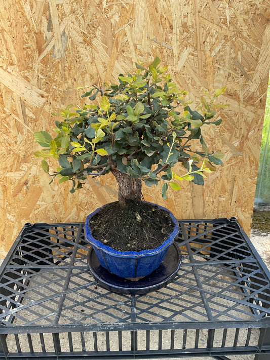 Bonsái 13 ans Quercus suber