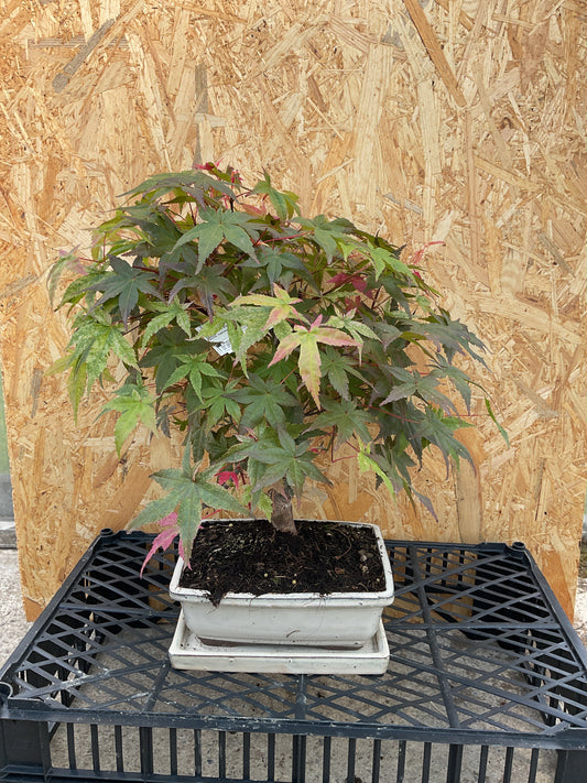 Bonsai 13 ans Acer palmatum deshojo