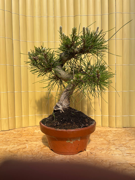 Bonsaï 17 ans Pinus thunbergii