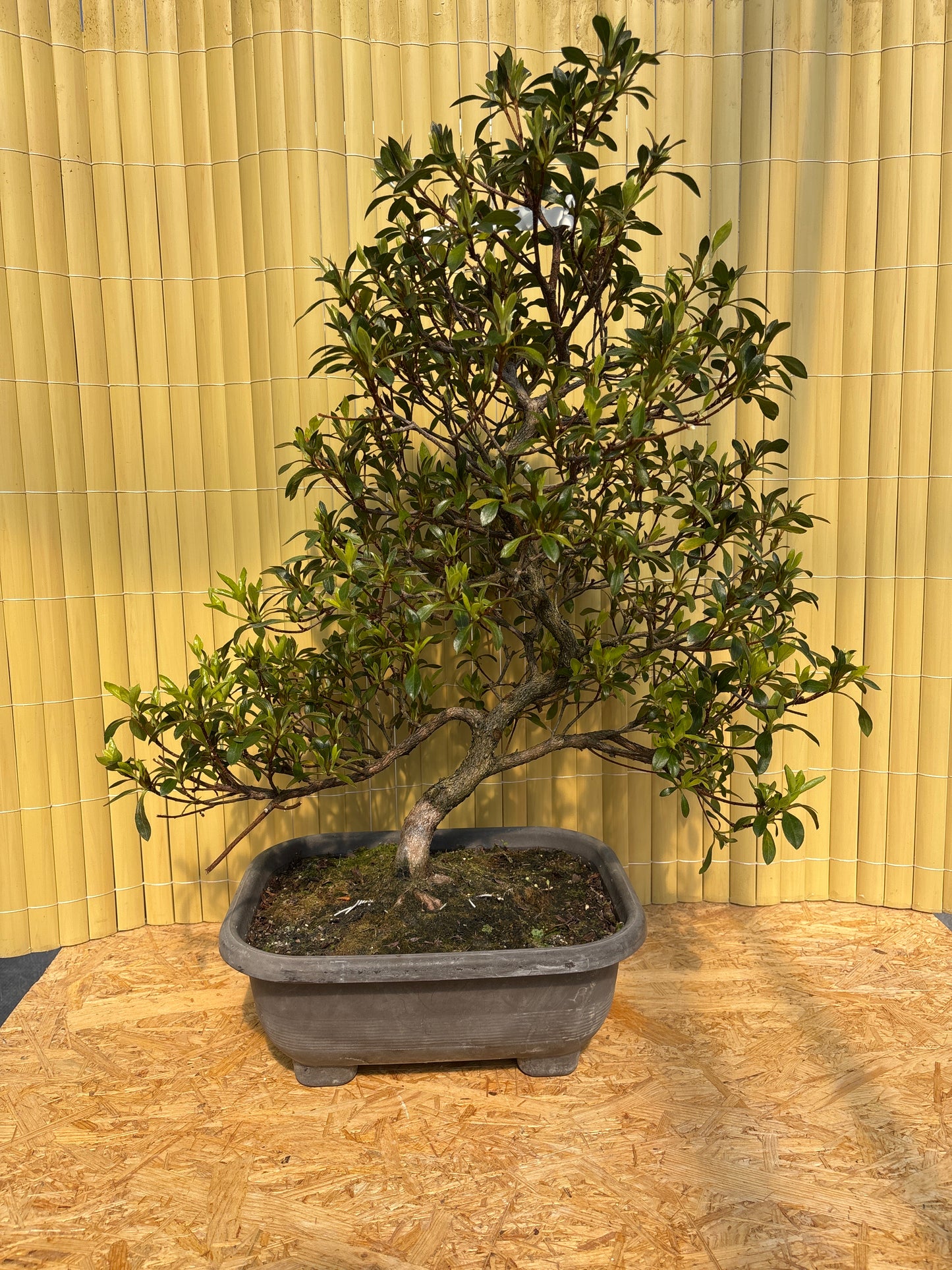 Bonsái 22 ans Rhododendron indicum asukanohomare