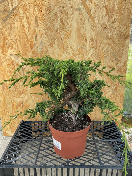 Prebonsaï 17 ans Juniperus chinensis