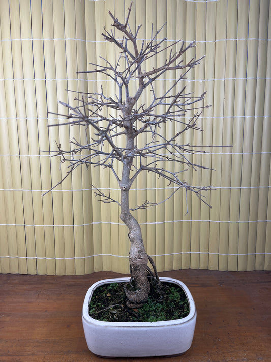 Bonsaï 17 ans Acer buergerianum