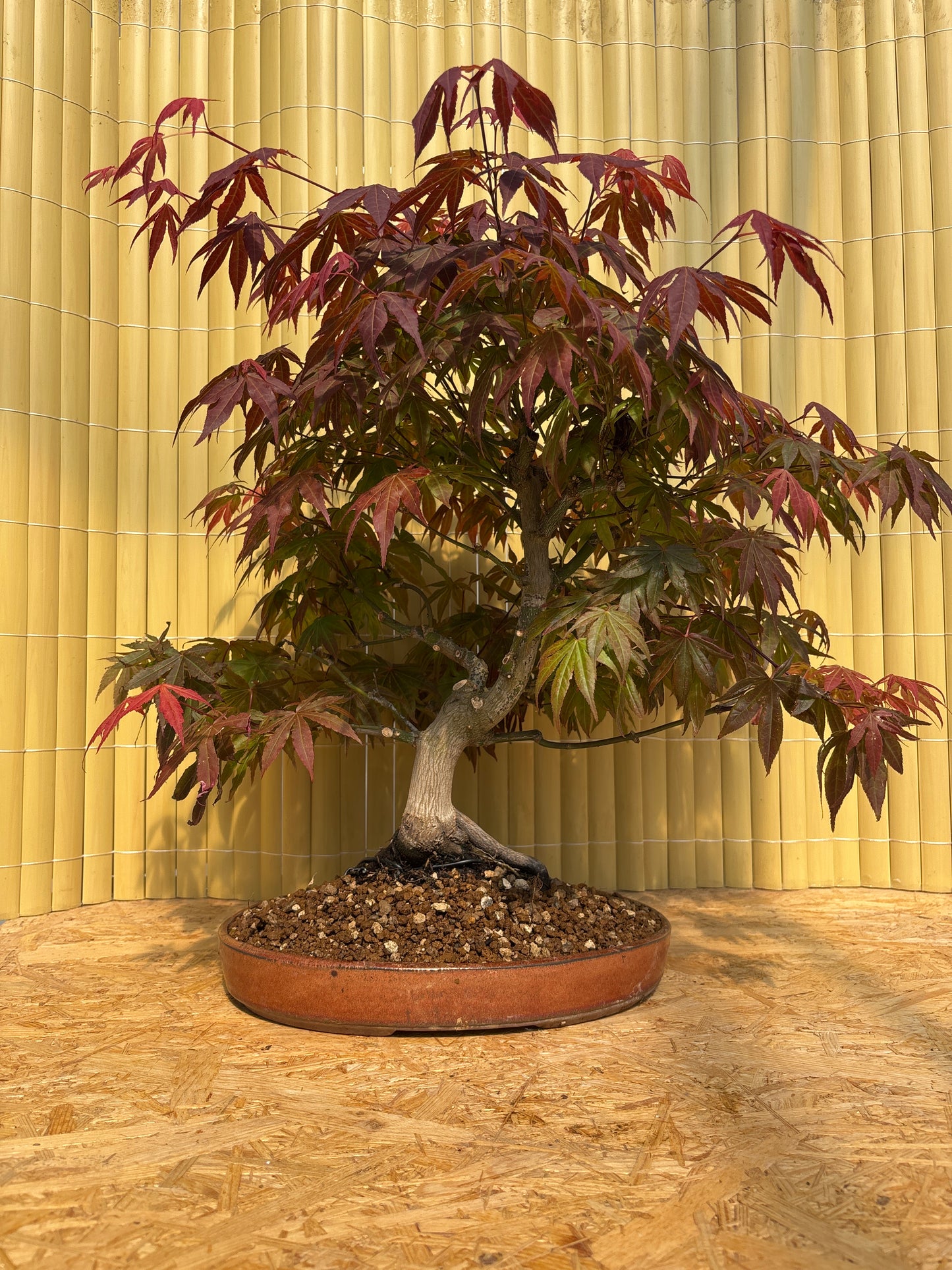 Bonsái 24 ans Acer palmatum atropurpureum