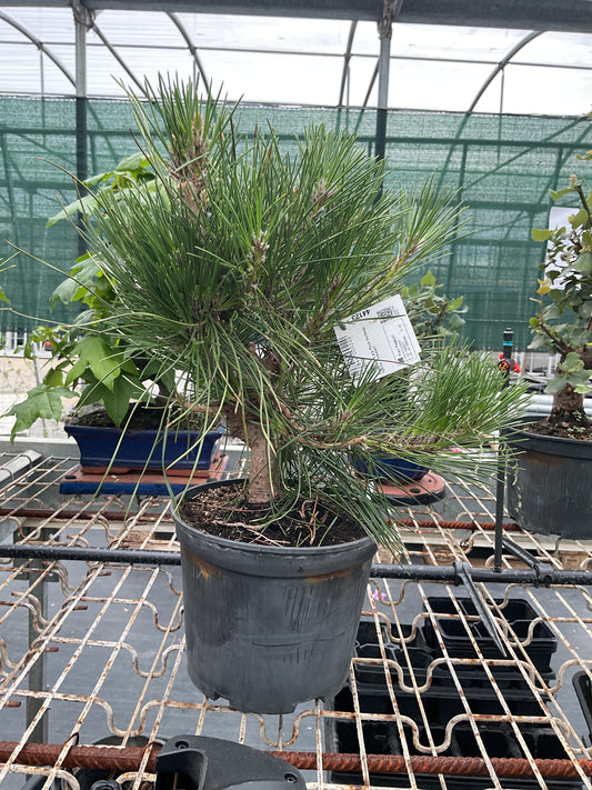 Prebonsaï 9 ans Pinus thunbergii