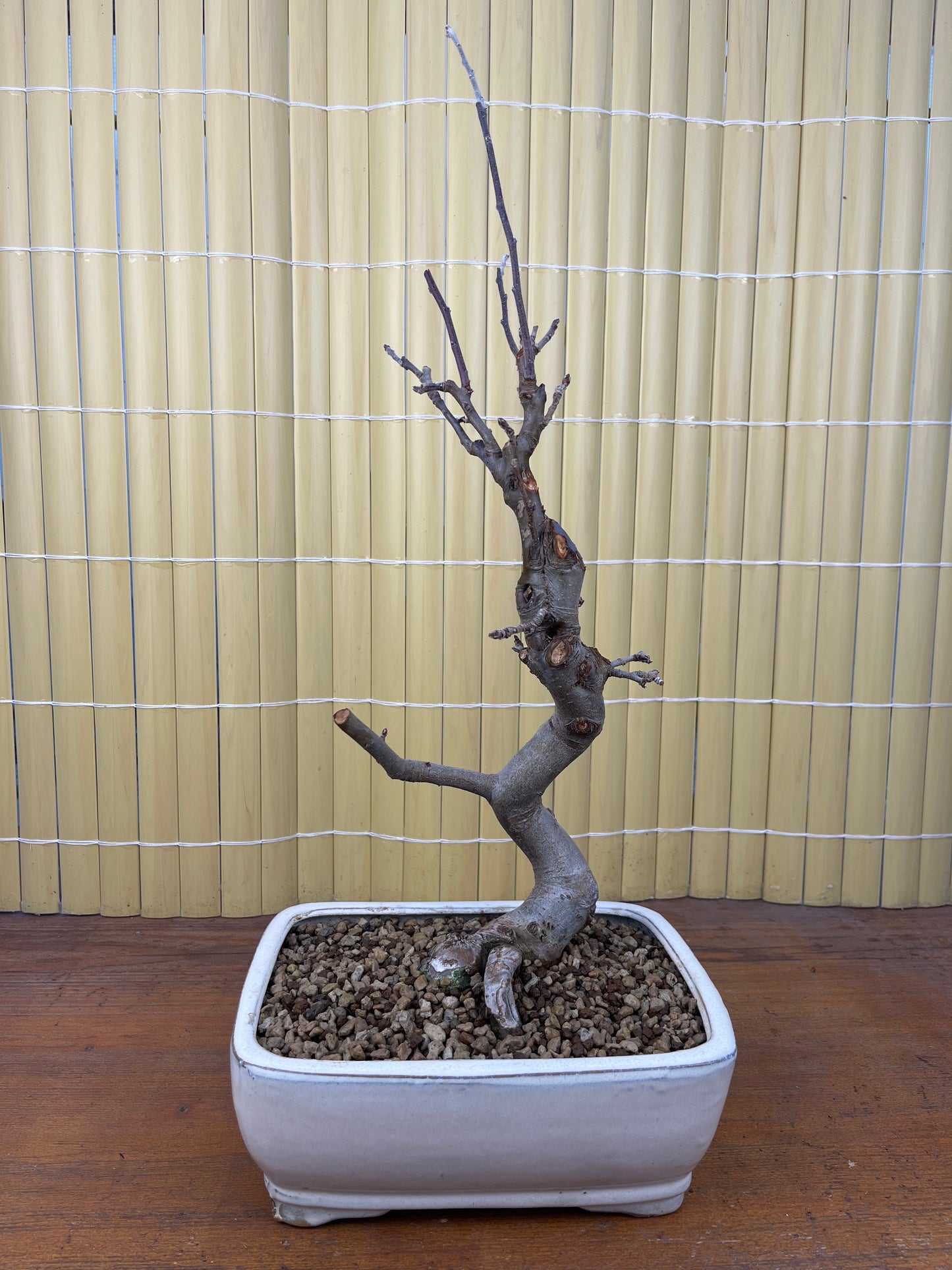 Bonsaï 12 ans Malus sp.