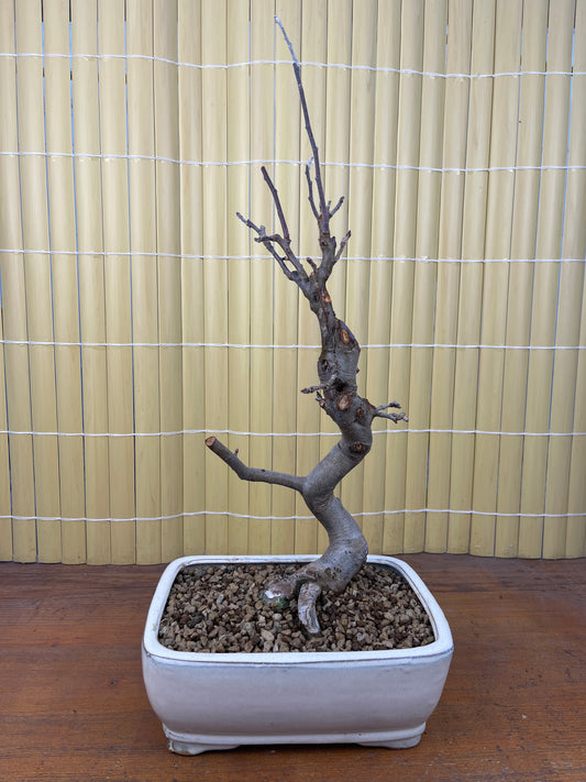 Bonsaï 12 ans Malus sp.