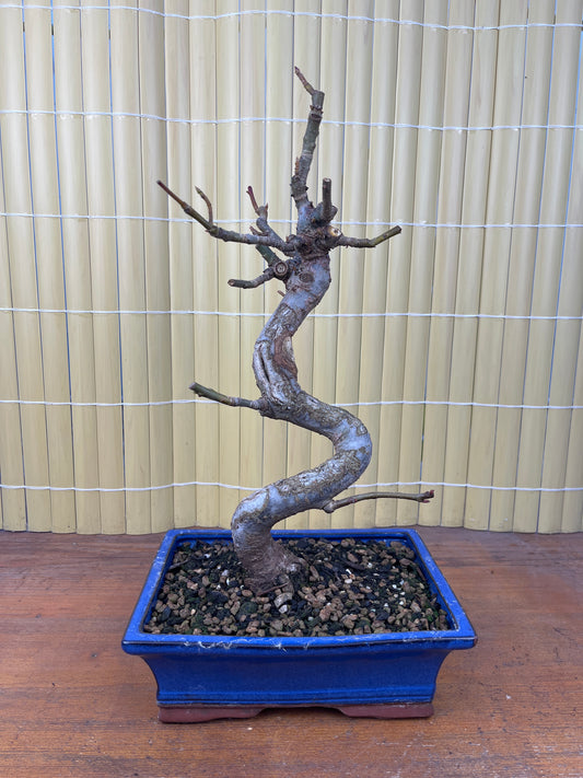 Bonsaï 12 ans Liquidambar sp.