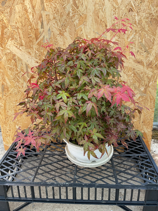 Bonsaï 16 ans Acer palmatum deshojo