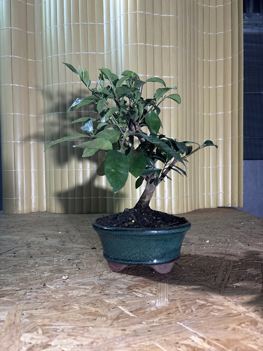 Bonsái 8 ans Gardenia jasminoides