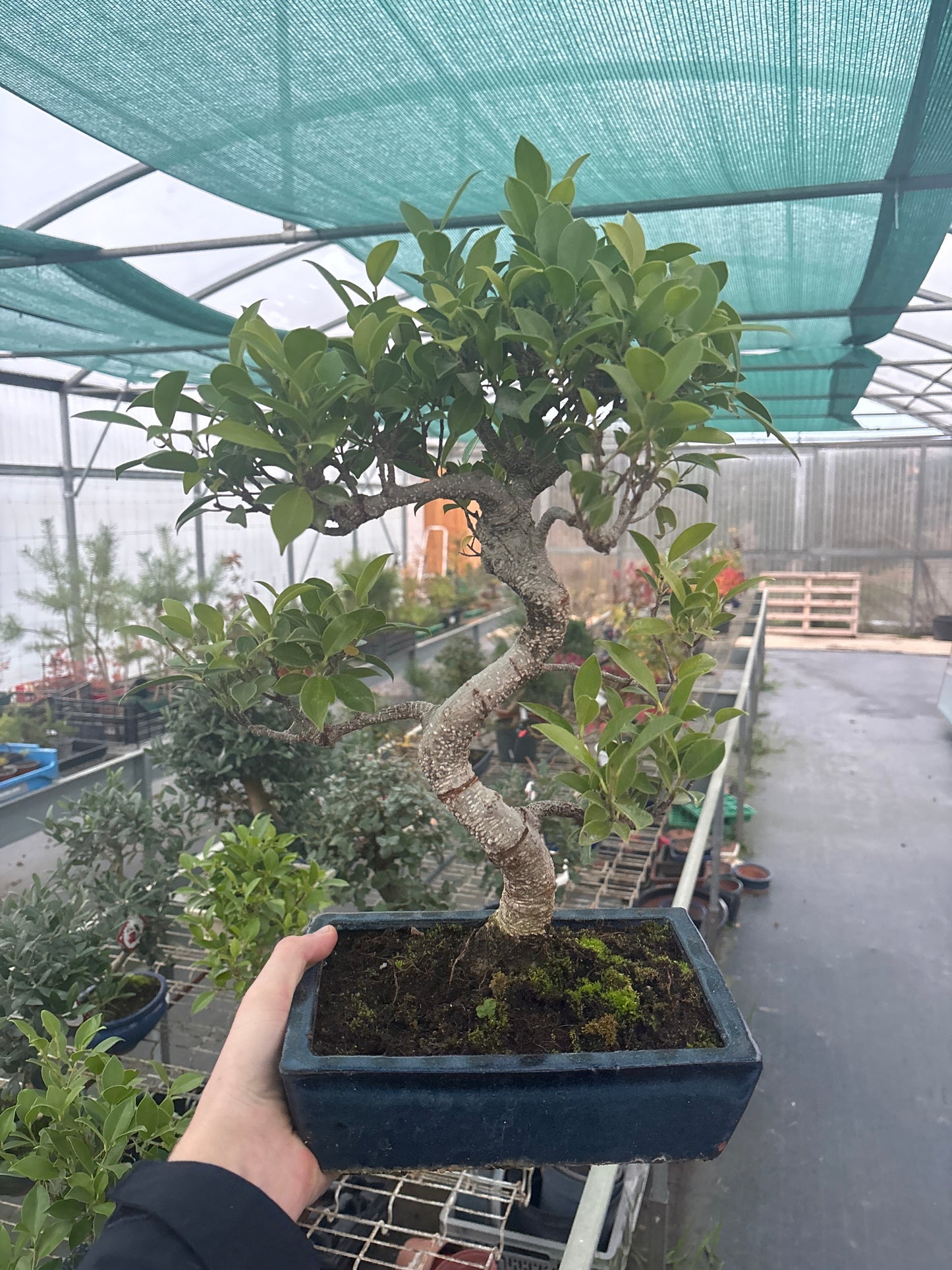 Bonsaï 10 ans Ficus retusa