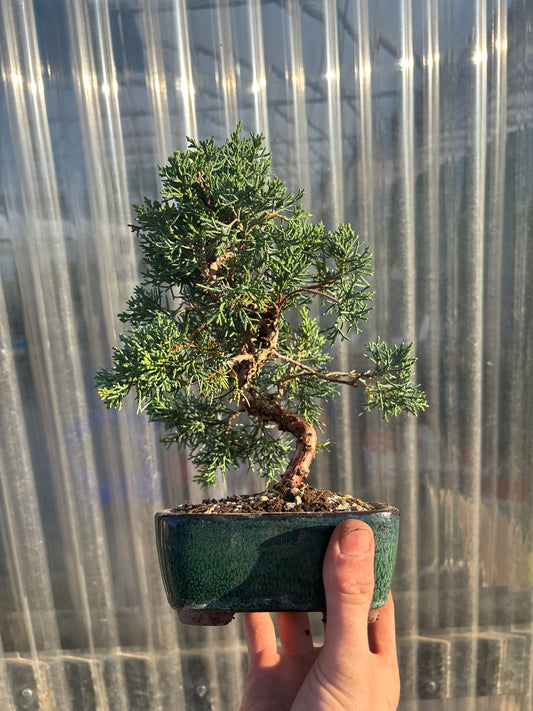 Bonsaï 8 ans Juniperus chinensis kyushu