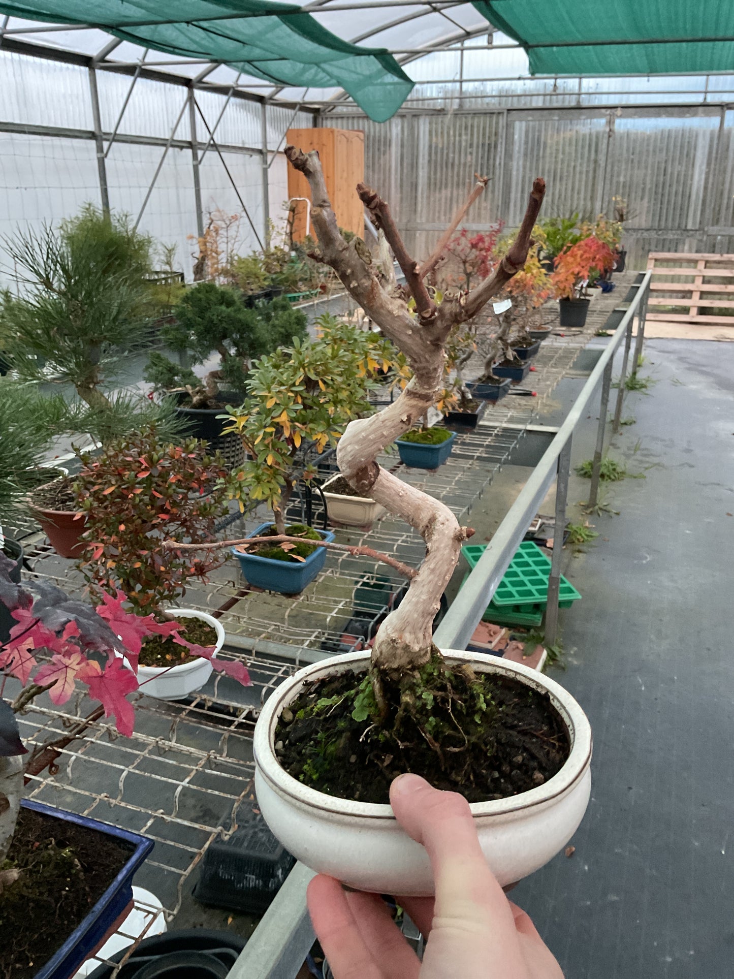 Bonsaï 8 ans Ginkgo biloba