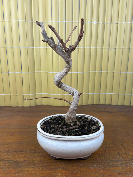 Bonsaï 8 ans Ginkgo biloba