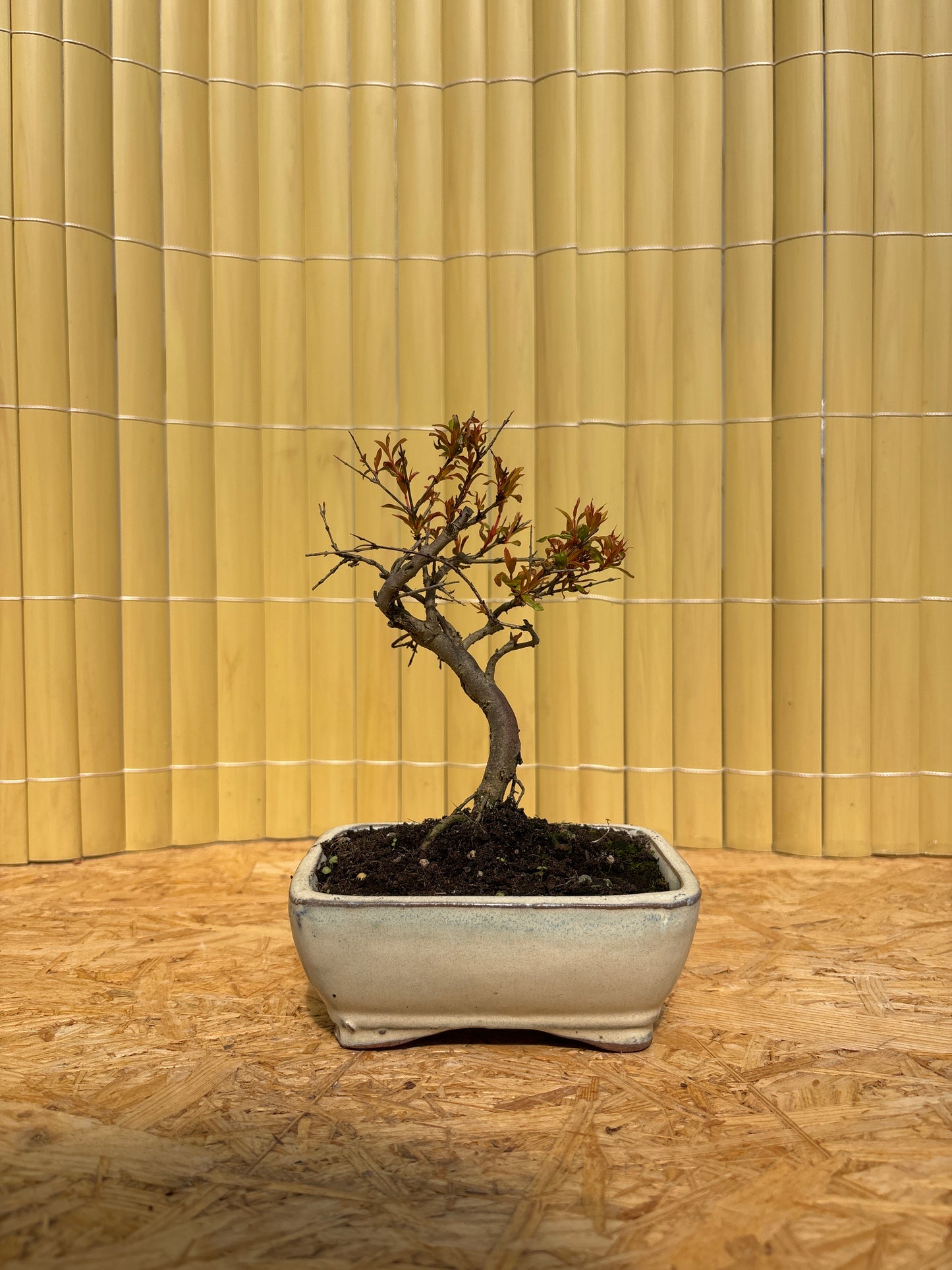 Bonsaï 7 ans Punica granatum nana