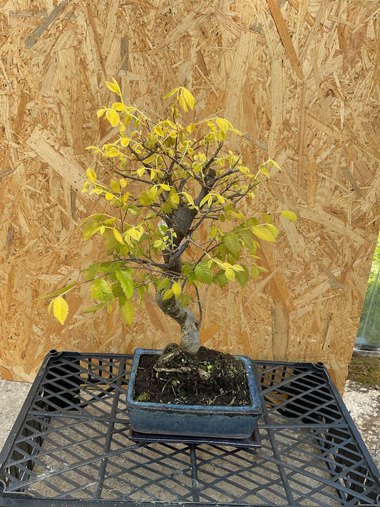 Bonsái 8 ans Zelkova serrata