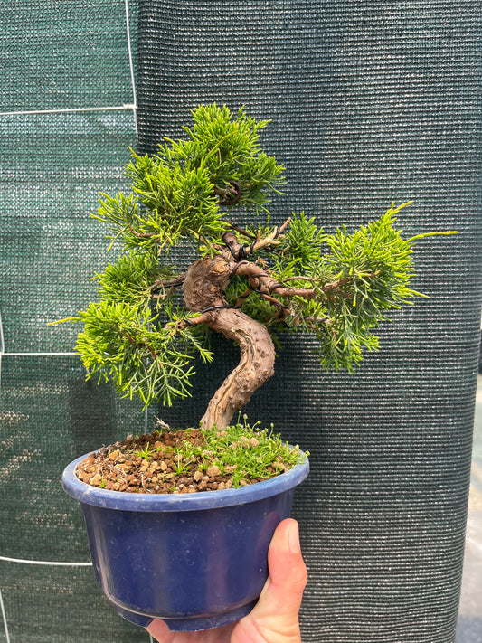 Bonsaï 17 ans Juniperus chinensis itoigawa