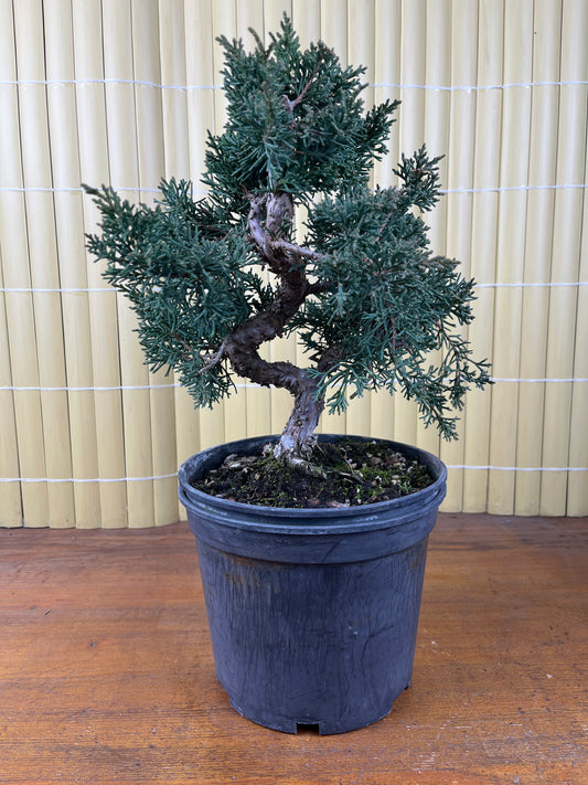 Prebonsai 10 ans Juniperus chinensis kyushu