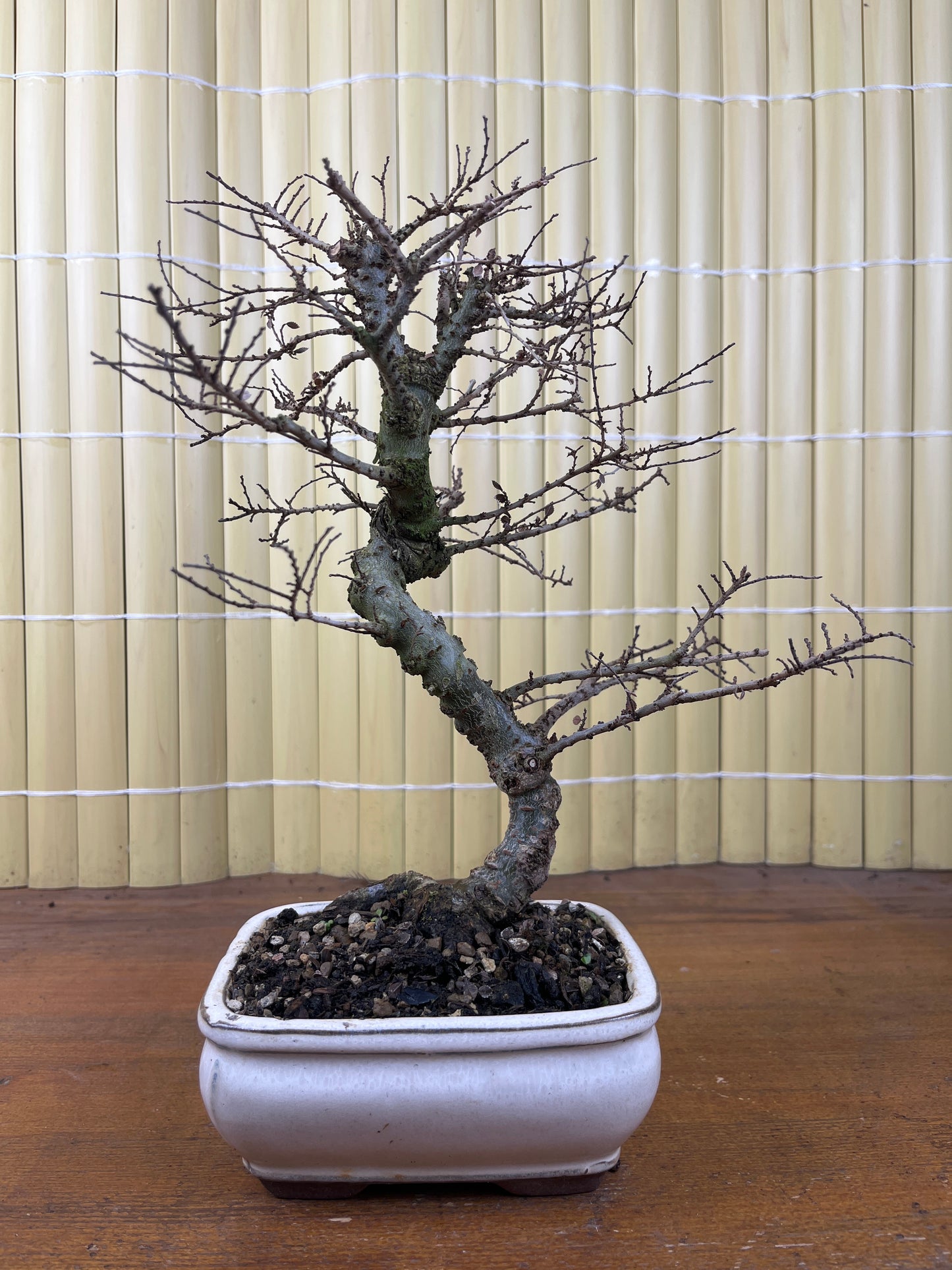 Bonsái 10 ans Ulmus parvifolia seiju
