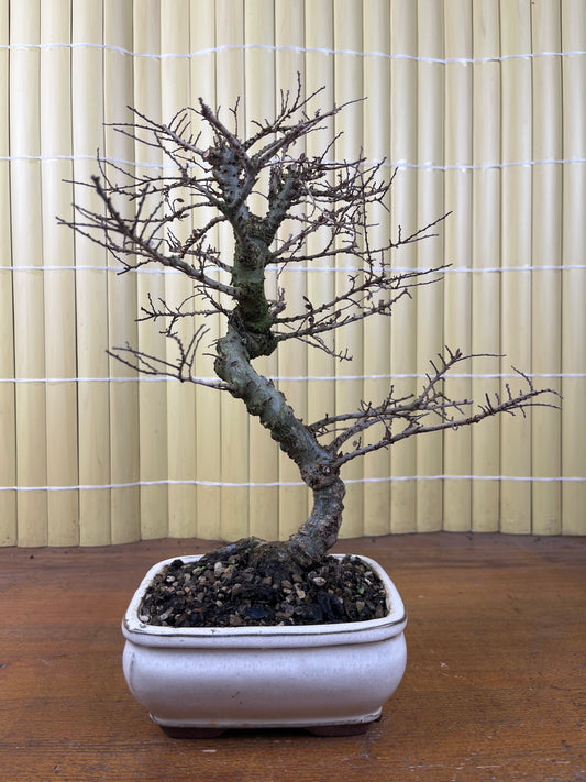Bonsái 10 ans Ulmus parvifolia seiju