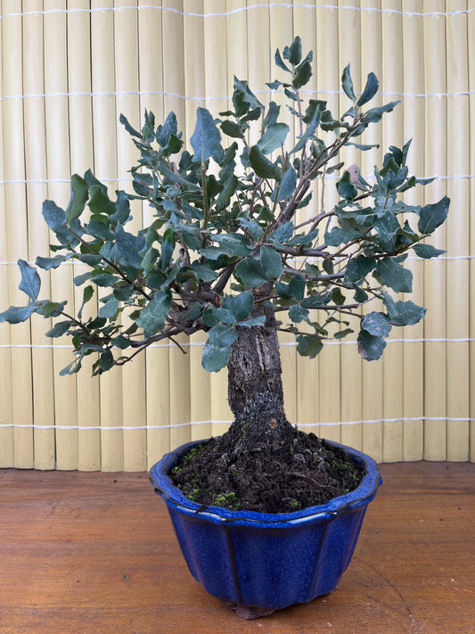 Bonsái 13 ans Quercus suber