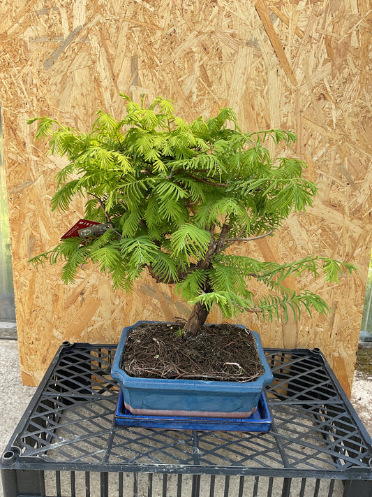 Bonsái 12 ans Metasequoia glyptostroboides