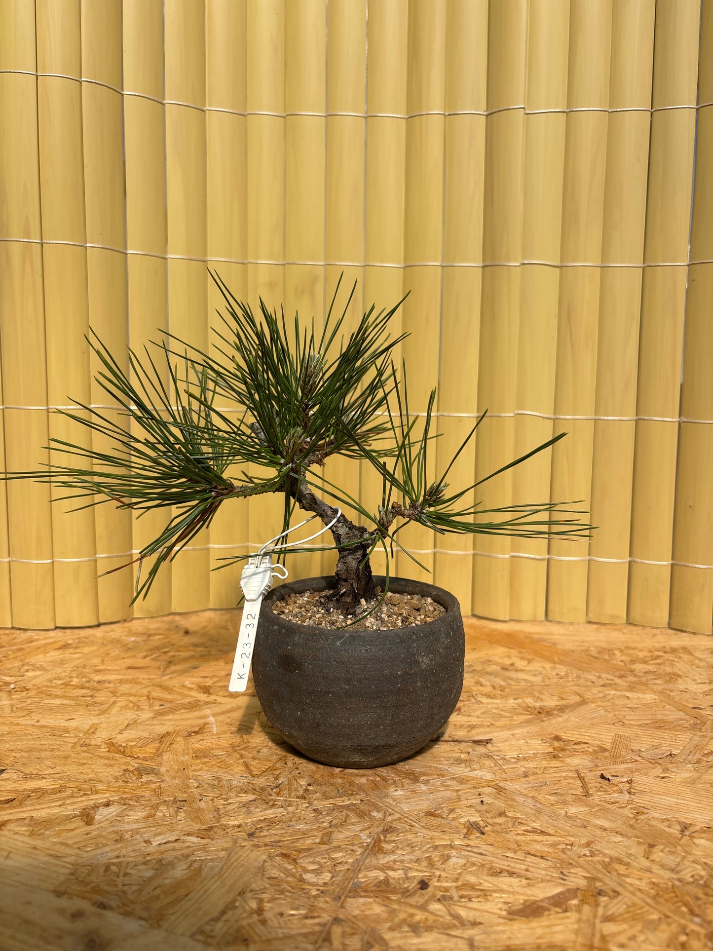 Bonsaï 13 ans Pinus thunbergii corticosa